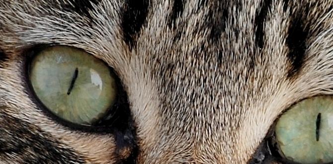 cat nail designs