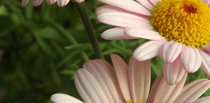 daisy french tips