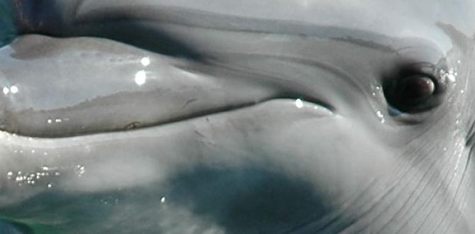 dolphin nail designs