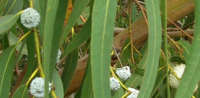 eucalyptus nail art